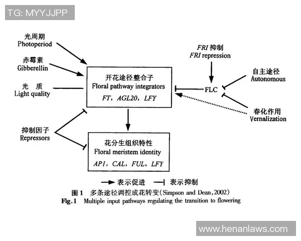 南京极限运动队的区域防守策略与热点分析探讨